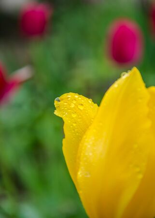Close-up of a single yellow tulip flower with blurred background, flower spring wallpaper, selective focus, colorful tulips field, tulip with water droplets, raindropの写真素材