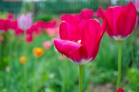 Close-up of red tulip flower with blurred flowers as background, spring wallpaper, selective focus, colorful tulips field with water drops after rainの写真素材