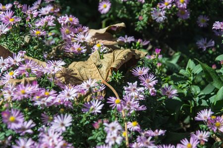 Beautiful decorative garden plant with small purple flowers - Alpine Aster (Aster alpinus). Field of autumn flowers with faded tree leaf on top, flower pattern, autumn conceptの写真素材