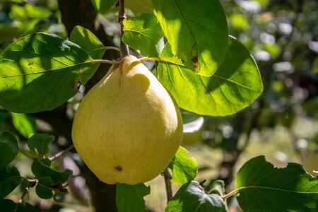Ripe yellow quince fruits on a tree with green leaves, foliages in the fall season, late summer...