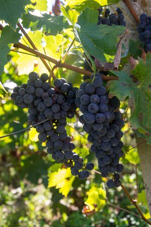 Close-up of ripe blue wine grapes on vine, vineyards in autumn harvest. Fruits in fall. beautiful...