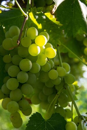 Close-up of ripe green wine grapes on vine, vineyards in autumn harvest. Fruits in fall. beautiful...