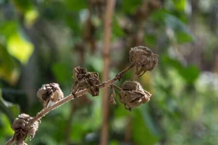Dried wild flower in nature, selective focus with blurred background, autumn scene in nature, flower...