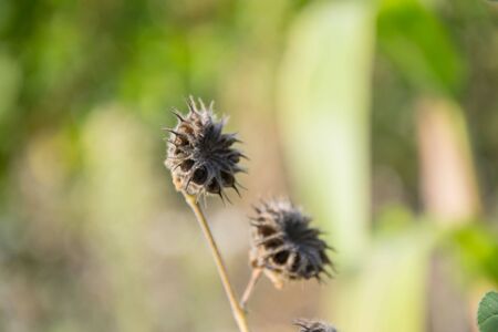 Dry thorn flower in nature, drying seed heads with green leaves, autumn scene in natureの写真素材