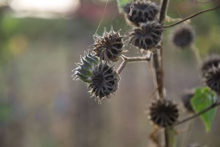 Dry thorn flower in nature, drying seed heads with green leaves, autumn scene in natureの写真素材