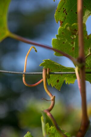 Close-up of dry vine tendril on metal wire with green leaves on the blurred background, selective focus, autumn sceneの写真素材