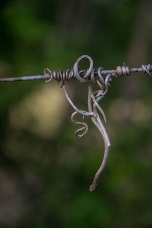 Close-up of dry vine tendril on metal wire with green leaves on the blurred background, selective focus, autumn sceneの写真素材