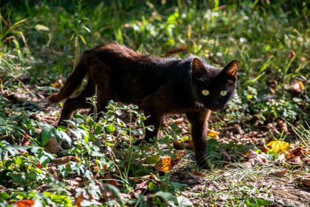 Black cat with beautiful eyes walking in the garden, stray animals, autumn backgroundの写真素材