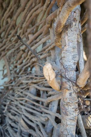 Arranged wood sticks. Fuel for heating. Background with wood branches, wood stick fenceの写真素材