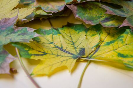 Colorful autumn leaves on pale yellow background, fall concept, bunch of beautiful leavesの写真素材