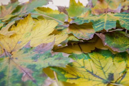 Colorful autumn leaves on pale yellow background, fall concept, bunch of beautiful leaves