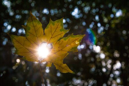 Beautiful single yellow leaf on blurred background, autumn concept, beautiful bokeh, leaf with heart...