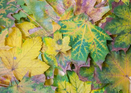Colorful autumn leaves background, Fall texture of maple leaves, yellow, green and brown foliages patternの写真素材