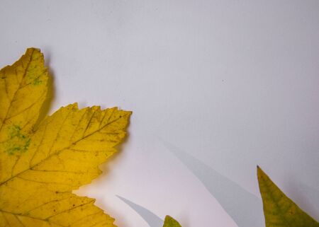 White paper for text, copy space, beautiful fallen yellow, green and brown autumn leaves in the background, flat lay fall composition, notebook top viewの写真素材