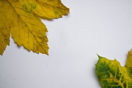 White paper for text, copy space, beautiful fallen yellow, green and brown autumn leaves in the background, flat lay fall composition, notebook top viewの写真素材