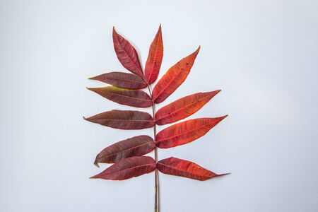 Small autumn red and orange leaves on white background, gradient color, autumn natural details, copy...