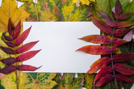 White paper for text, copy space, beautiful fallen yellow, green and brown autumn leaves in the...