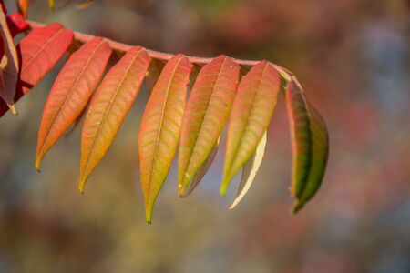 Close-up of beautiful autumn leaves on a branch, green, red and orange fall colors in the nature,...