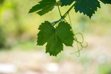 Small fresh green leaves of grapevine. Close-up of flowering grape vines, grapes bloom during theday. Agricultureの写真素材