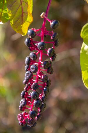 Phytolacca acinosa, american pokeweed, wild plants with purple berries close-upの写真素材