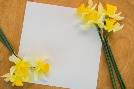 Beautiful yellow daffodils on wooden background, bright studio shot, copy space, empty space for textの写真素材