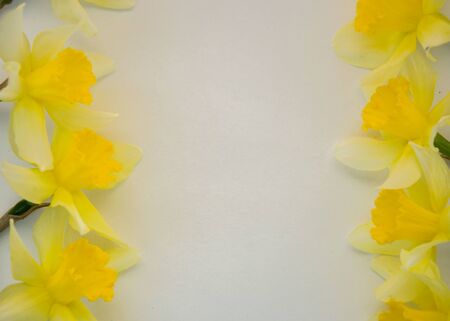 Beautiful yellow daffodils on white background, bright studio shot, copy space, empty paper for textの写真素材