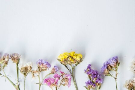 Multicolored dried flowers, colorful limonium statice plant with copy space, blank white paper with place for textの写真素材