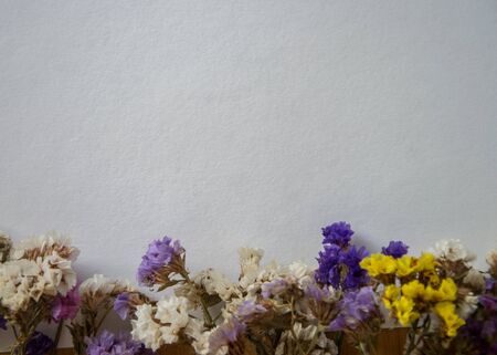 Multicolored dried flowers, colorful limonium statice plant with copy space, blank white paper with place for textの写真素材
