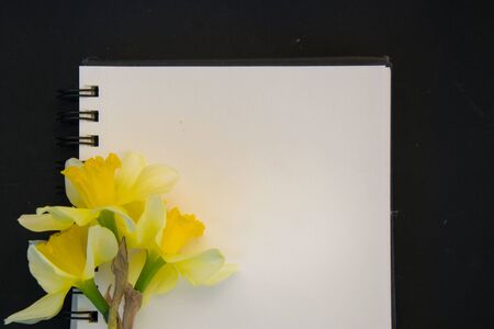 Fresh spring yellow daffodil flower, empty textbook paper  with empty place for text, copy space, romantic concept, black backgroundの写真素材