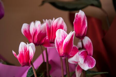 Beautiful pink Cyclamen flowers, close-up flower in a flower shop, blooming purple plant in a potの写真素材