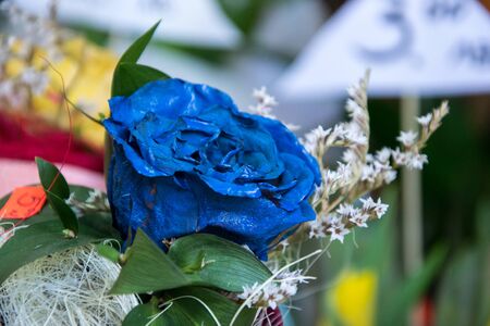 Beautiful blue rose, spayed with paint, close-up of a flower in a shop, selective focus, blooming bouquet with white decorationの写真素材