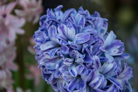 Close-up of beautiful hyacinth flower bouquet in a flower shop, blooming flowers for present, valentine's day, 8 marchの写真素材