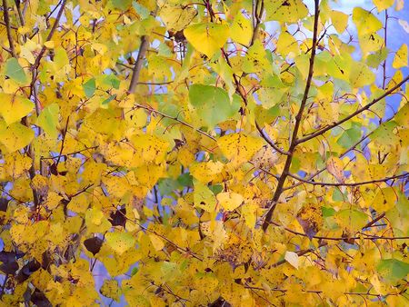 Autumn Branch with Leaves