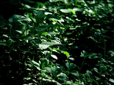 Underbrush Lightの写真素材