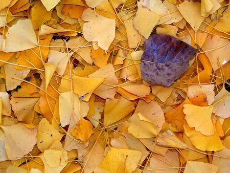 Autumnal Leaves Carpetの写真素材