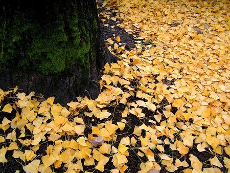 Autumnal Leaves Carpet