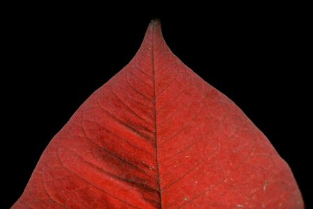 Red Leafの写真素材