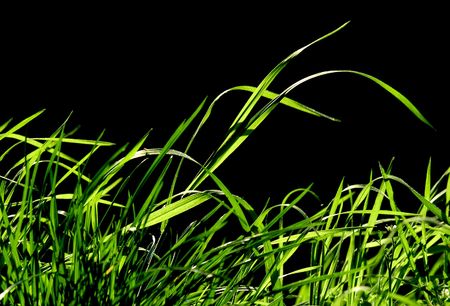 Spring New Grassの写真素材