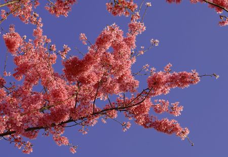 Spring Pink Branch