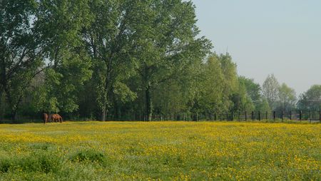 Spring Yellow Fieldの写真素材