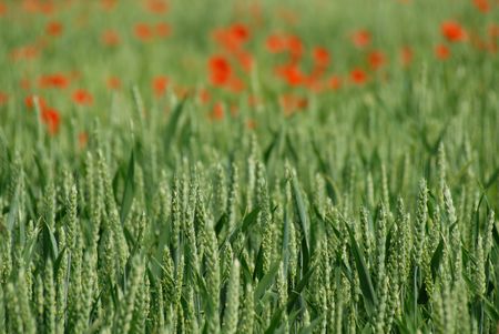 Corn Ears and defocussed poppies in backgroundの写真素材