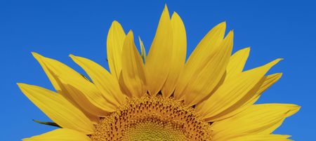 Half Sunflowerの写真素材