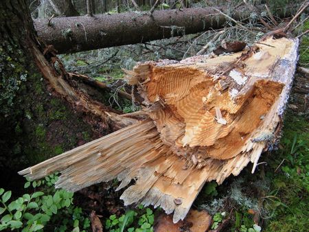 Broken Trunk