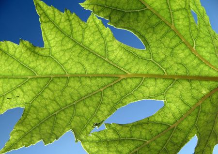 Backlighted maple leaf