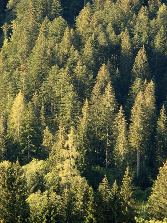 Morning Pinesの写真素材