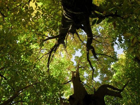 Inside a Tree