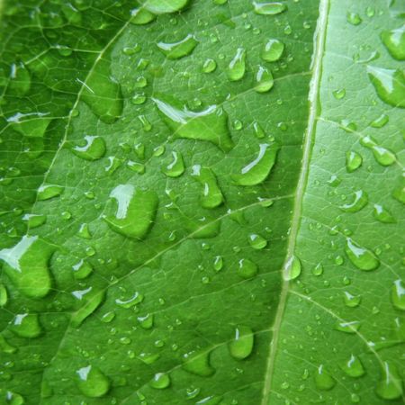 Wet green leaf