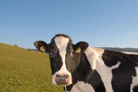 Cattle beef looking at cameraの写真素材