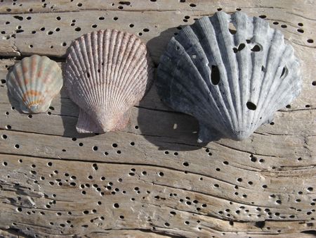 Sea shells on a weathered wood