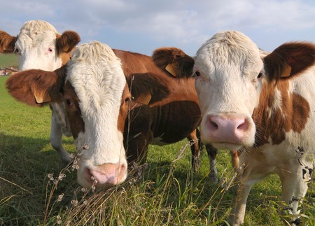 Curious domestic cattlesの写真素材